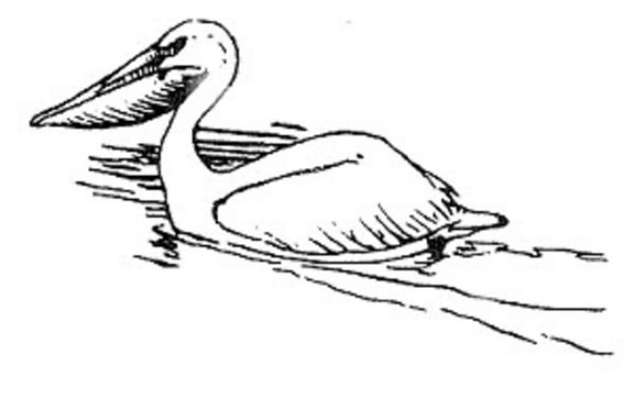 çizgi, resim, illüstrasyon, siyah ve beyaz Pelikan, kuş