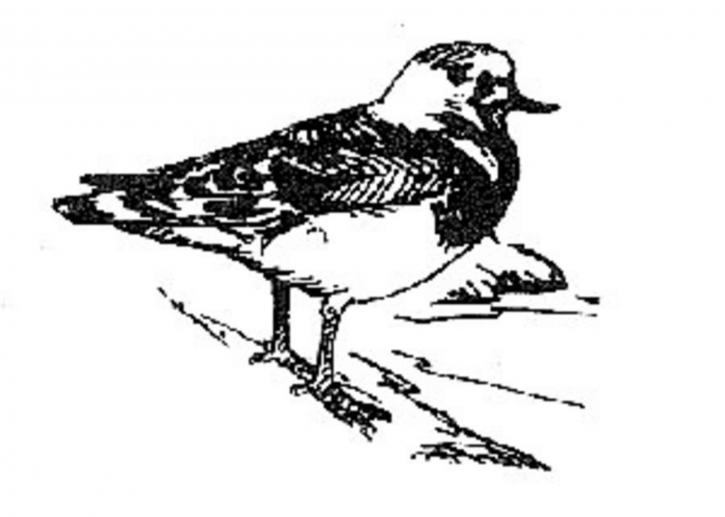 line, art, illustration, black and white, ruddy, turnstone, bird