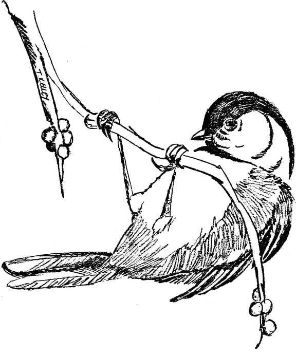 llustration, černý, limitován, americký ptáček, parus atricapillus