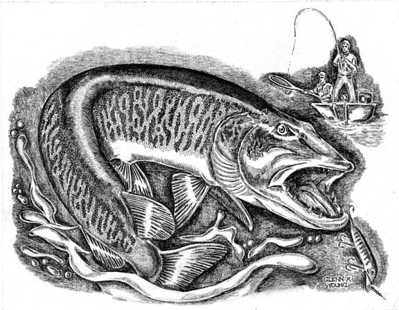 muskie ปลา esox, masquinongy ชาวประมง บรรทัด ศิลปะ วาดรูป กระดาษ