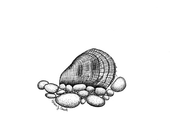 huîtres, moules, Epioblasma, capsaeformis, art, dessin