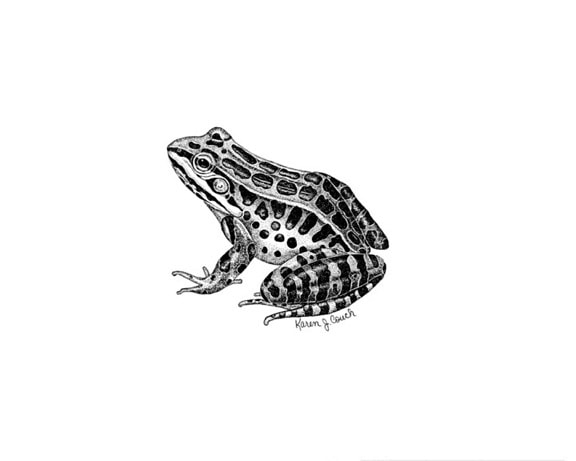 pickerel, frog, rana palustris, illustration