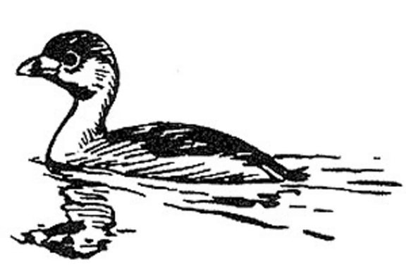 pied, billed, grebe, bird, illustration, line, art, black and white, podilymbus podiceps