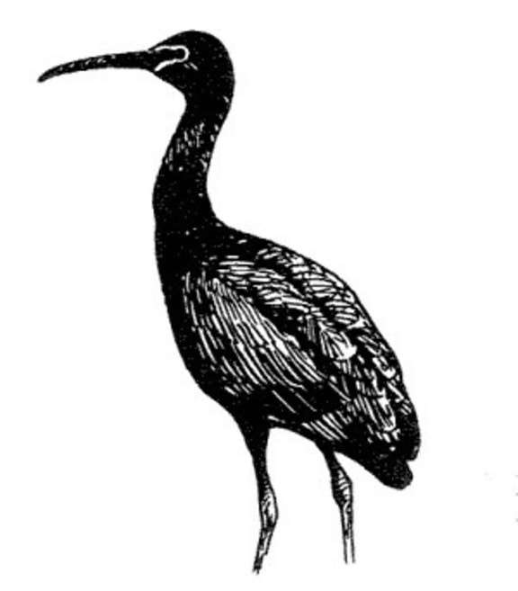 Plegadis falcinellus, oiseau, brillant, ibis, ligne, dessin