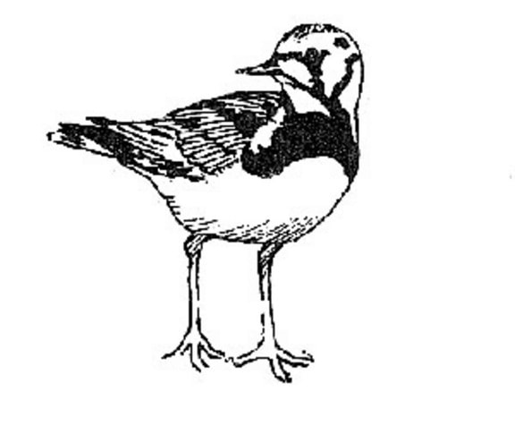 Ruddy Steenloper, vogel, lijn, kunst, illustratie, arenaria interpres