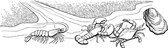 skaldyr, krabber, linje, kunst, illustration, kunst, arbejde