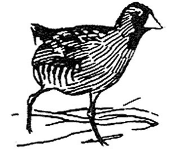 sora, rail, bird, black and white illustration, porzana, carolina