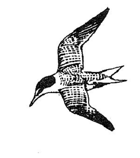 sterna antillarum, least, tern, bird, line, drawing