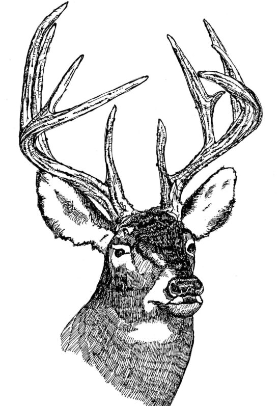 white tailed, deer, head, illustration