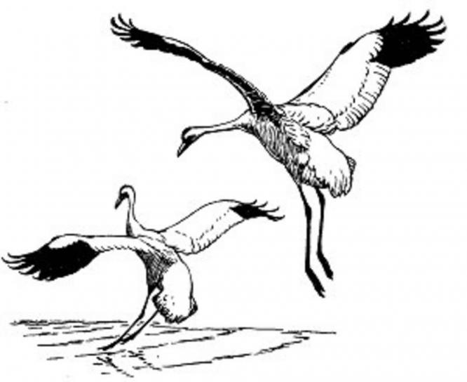 ferina, grúas, pájaros, ilustración