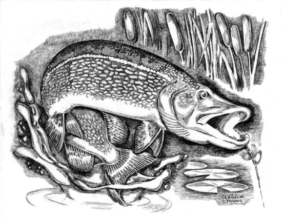 young, northern pike, bucktail, ambush, esox, lucius, black and white, clipart, art, drawing