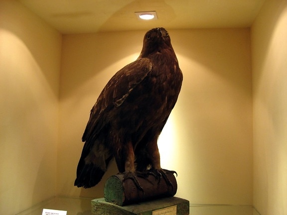 eagle, statue, museum