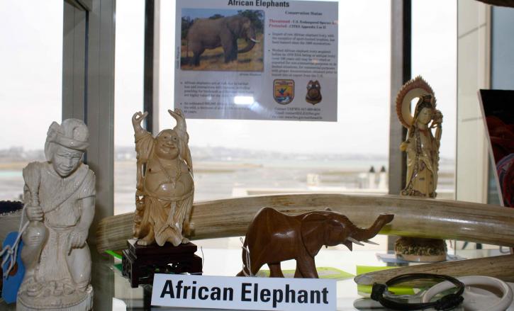éléphant, ivoire, sculptures, art