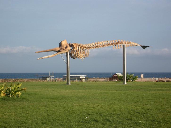 scheletro, balena