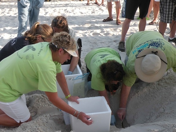 strand, vrijwilliger, graven, eieren, hand