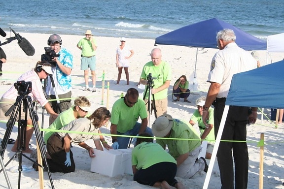 biólogos, el trabajo, los voluntarios, excavar, mar, tortuga, nido