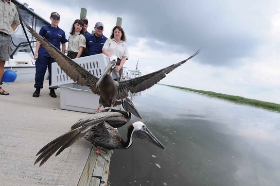 bruine, pelikanen, vrijgegeven