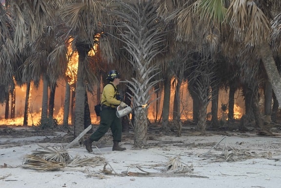 fireman, employees, closely, monitors, prescribed, burn, palm, forest
