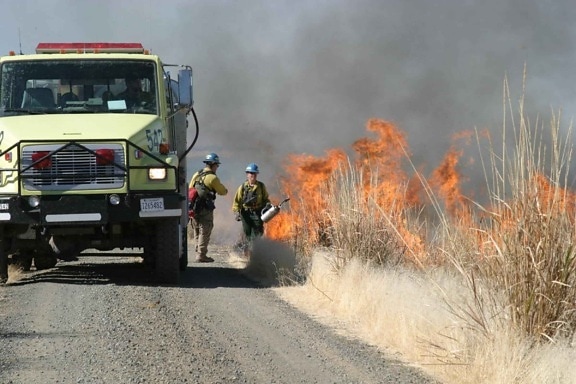 hasič, oheň, truck, predpísané, požiar, horí, marsh, akcia
