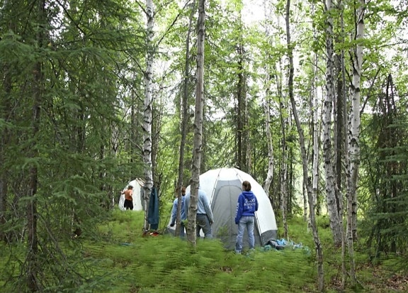 forests, science, camp, set