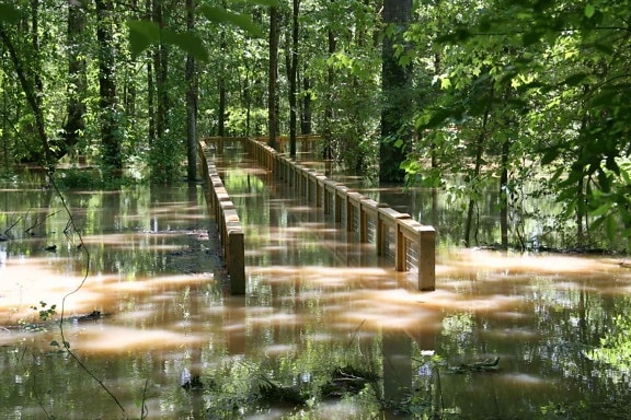 floden, boardwalk, trail, översvämmas, vatten