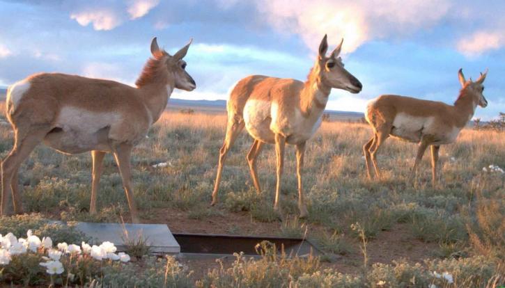 antilope, champ, Sevilleta, désert, refuge, Mexique