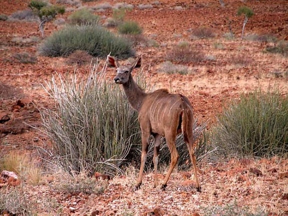 หญิง kudu ละมั่ง tragelaphus, strepsiceros นามิเบีย