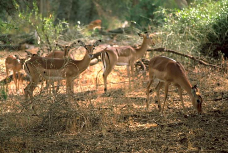 impala, africaine, mammifère