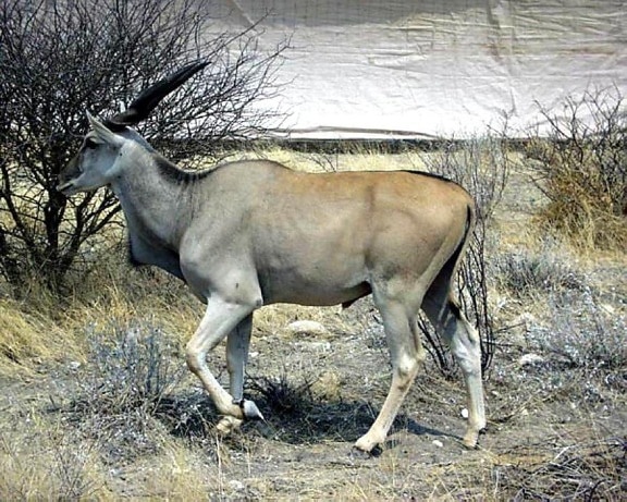 masculino, eland, taurotragus, antílope africano, animal, mamífero