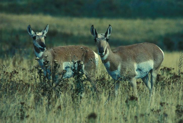 up-close, pár, a villásszarvú antilop, bucks