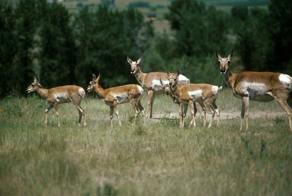 troupeau, pronghorn, antilope, animaux, antilocapra, Americana