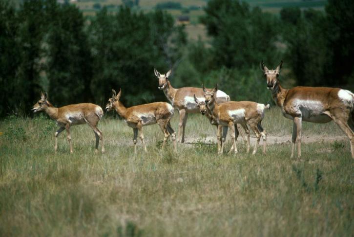 flokken, pronghorn, antilope, dyr, antilocapra, Americana