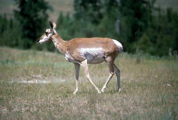 pronghorn, antelope, female, antilocapra, Americana