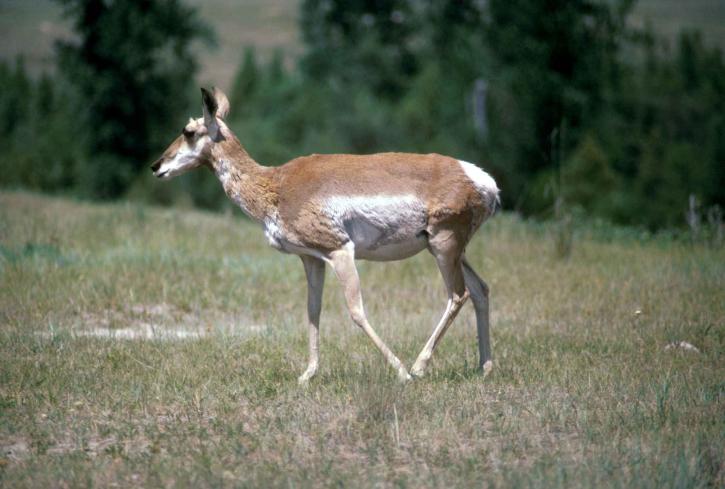 pronghorn, antilope, femelle, antilocapra, Americana