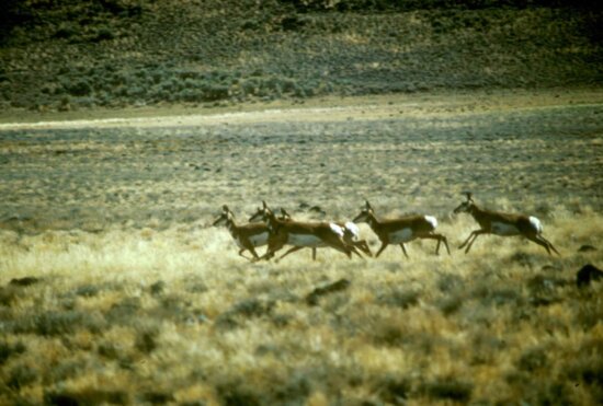 Imagen gratis: pronghorn, antílope, de sexo femenino, antilocapra, Americana