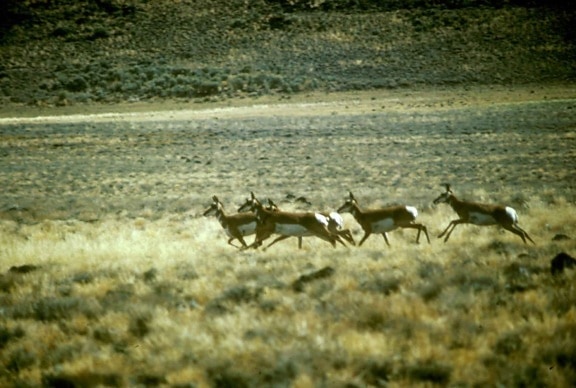 pronghorn, antilope, troupeau
