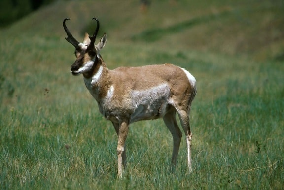 pronghorn, antilope, mâle, antilocapra, Americana