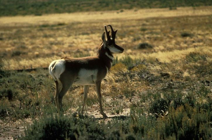 pronghorn, antilope, mâle, reproduction, plumage