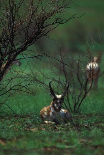 Pronghorn, antilope, odihnă, copaci