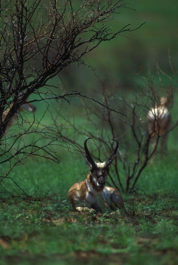 pronghorn, antelope, resting, trees