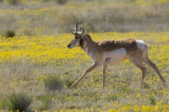 Gaffelbok, antilopen, loopt, voorzichtig, weide
