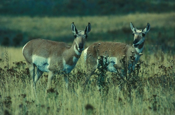 villásszarvú antilop, állatok, emlősök, családban, Americana, sonoriensis – Arizona