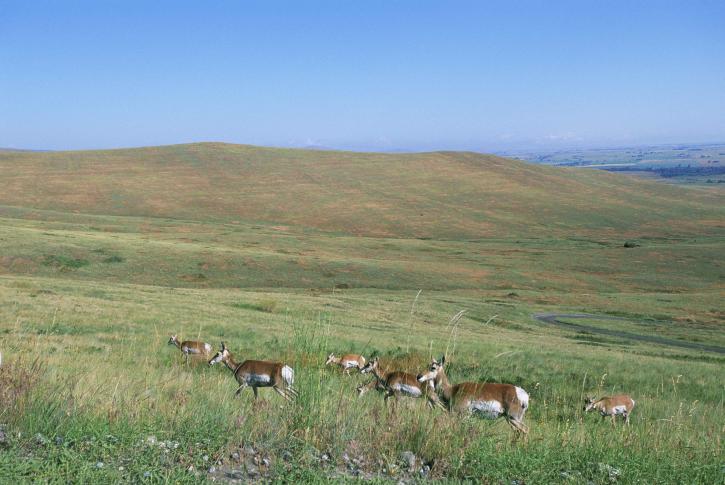 scenic, several, pronghorn, grazing, forefront, hills