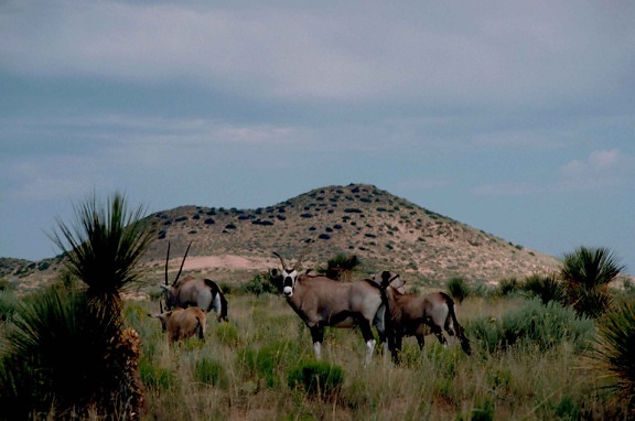 syd, afrikansk, gemsbok, oryx, gazella, afrikanske, pattedyr