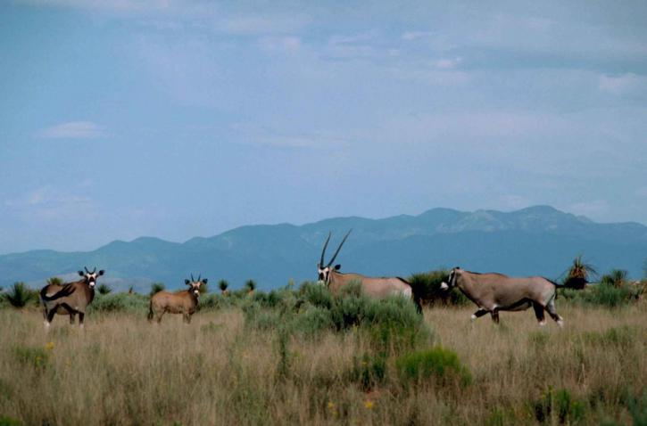 al sur, africano, oryx, gemsbok, africano, mamífero