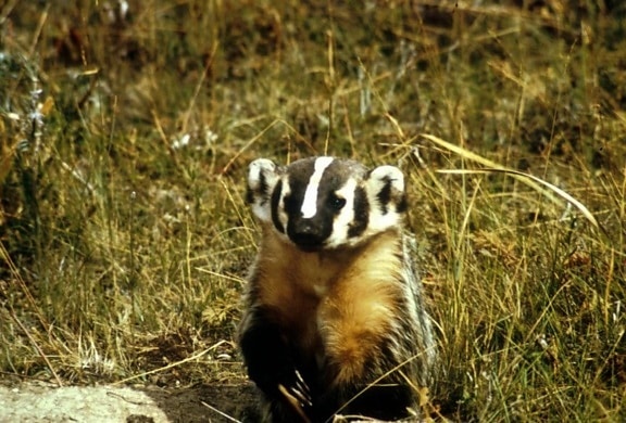 badger, animal