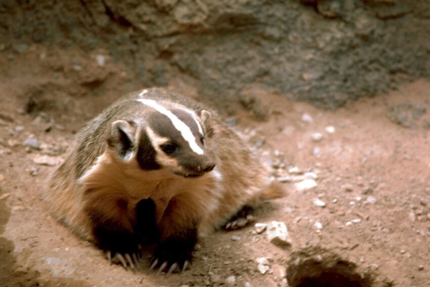 free-picture-badger-animal-high-resolution