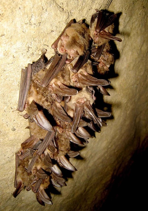 cluster, healthy, Virginia, big, eared, bats, corynorhinus townsendii