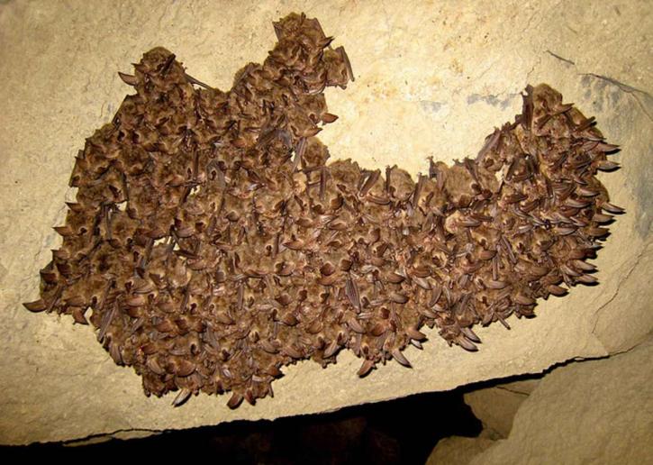morcego orelhudo, cluster, hibernando, Virginia, grande, corynorhinus townsendii