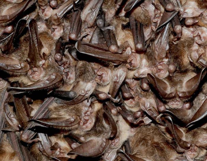 cluster, hibernating, Virginia, big, eared, bats
